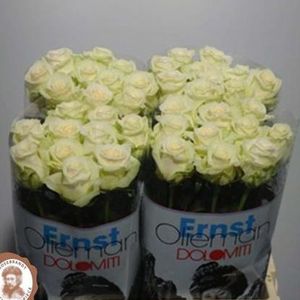 ROSE DOLOMITI 55